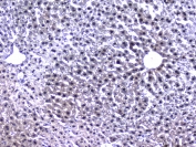 IHC testing of FFPE mouse liver tissue with RXRA antibody at 1ug/ml. Required HIER: steam section in pH6 citrate buffer for 20 min and allow to cool prior to staining.