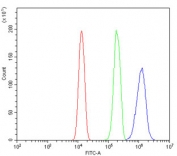 Flow cytometry testing of human A431 cells with RXRA antibody at 1ug/million cells (blocked with goat sera); Red=cells alone, Green=isotype control, Blue= RXRA antibody.