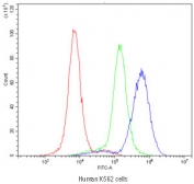 Flow cytometry testing of human K562 cells with RAB27A antibody at 1ug/10^6 cells (blocked with goat sera); Red=cells alone, Green=isotype control, Blue=RAB27A antibody.