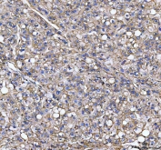 IHC testing of FFPE mouse spleen tissue with S100A10 antibody at 1ug/ml. Required HIER: steam section in pH6 citrate buffer for 20 min and allow to cool prior to staining.