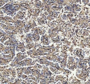 IHC testing of FFPE rat spleen tissue with S100A10 antibody at 1ug/ml. Required HIER: steam section in pH6 citrate buffer for 20 min and allow to cool prior to staining.