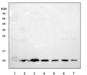 Western blot testing of 1) human placenta, 2) human A431, 3) human HaCaT, 4) human U-87 MG, 5) monkey lung, 6) rat PC-12 and 7) mouse NIH 3T3 cell lysate with S100A10 antibody at 0.5ug/ml. Predicted molecular weight ~11 kDa.