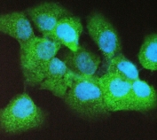 IF/ICC stainning of FFPE human A431 cells with Caspase 4 antibody (green) at 2ug/ml and DAPI nuclear stain (blue). Required HIER: steam section in pH6 citrate buffer for 20 min and allow to cool prior to staining.