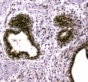 IHC testing of FFPE mouse testis tissue with UBA2 antibody at 1ug/ml. Required HIER: steam section in pH6 citrate buffer for 20 min and allow to cool prior to staining.