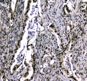 IHC testing of FFPE rat testis tissue with UBA2 antibody at 1ug/ml. Required HIER: steam section in pH6 citrate buffer for 20 min and allow to cool prior to staining.