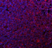 Immunofluorescent staining of FFPE human tonsil tissue with CD80 antibody (red) and DAPI nuclear stain (blue). HIER: steam section in pH8 EDTA buffer for 20 min.