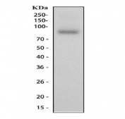 Western blot testing of human liver tissue lysate with Lactoferrin antibody at 0.5ug/ml. Predicted molecular weight: ~78 kDa (isoform 1) and ~73 kDa (isoforms 2).