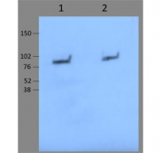 Western blot testing of 1) total LTF from mouse neutrophil cell lysate, 2) degranulated LTF (ratio 1:20) with Lactoferrin antibody. Predicted molecular weight: ~78 kDa (isoform 1) and ~73 kDa (isoforms 2).