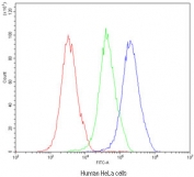 Flow cytometry testing of human HeLa cells with MVP antibody at 1ug/10^6 cells (blocked with goat sera); Red=cells alone, Green=isotype control, Blue=MVP antibody.