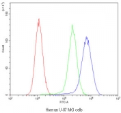 Flow cytometry testing of human U-87 MG cells with MVP antibody at 1ug/10^6 cells (blocked with goat sera); Red=cells alone, Green=isotype control, Blue=MVP antibody.