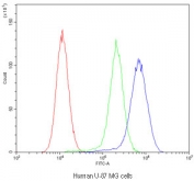Flow cytometry testing of human U-87 MG cells with MVP antibody at 1ug/10^6 cells (blocked with goat sera); Red=cells alone, Green=isotype control, Blue=MVP antibody.
