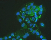 IF/ICC staining of FFPE human A431 cells with MVP antibody (green) at 2ug/ml and DAPI nuclear stain (blue). HIER: steam section in pH6 citrate buffer for 20 min.