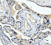 IHC staining of FFPE human placental tissue with CD163 antibody at 1ug/ml. Required HIER: steam section in pH8 EDTA for 20 min and allow to cool prior to staining.
