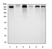 Western blot testing of 1) human HeLa, 2) human U-87 MG, 3) human HepG2, 4) rat heart, 5) rat PC-12 and 6) mouse NIH 3T3 cell lysate with M6PR antibody. Expected molecular weight: 274-300 kDa.