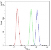 Flow cytometry testing of human U-2 OS cells with CBFB antibody at 1ug/10^6 cells (blocked with goat sera); Red=cells alone, Green=isotype control, Blue= CBFB antibody.