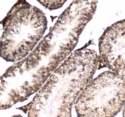 IHC testing of FFPE mouse testis tissue with POLR2A antibody. HIER: boil tissue sections in pH6, 10mM citrate buffer, for 10-20 min followed by cooling at RT for 20 min.