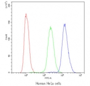 Flow cytometry testing of human HeLa cells with PDE4D antibody at 1ug/10^6 cells (blocked with goat sera); Red=cells alone, Green=isotype control, Blue=PDE4D antibody.