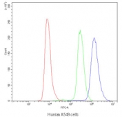 Flow cytometry testing of human A549 cells with PDE4D antibody at 1ug/10^6 cells (blocked with goat sera); Red=cells alone, Green=isotype control, Blue=PDE4D antibody.