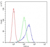 Flow cytometry testing of human A431 cells with CLPP antibody at 1ug/10^6 cells (blocked with goat sera); Red=cells alone, Green=isotype control, Blue= CLPP antibody.