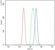 Flow cytometry testing of human U937 cells with CLPP antibody at 1ug/10^6 cells (blocked with goat sera); Red=cells alone, Green=isotype control, Blue= CLPP antibody.