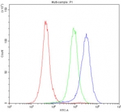 Western blot testing of 1) mouse heart and 2) rat heart lysate with P-Selectin antibody. Expected molecular weight: 91-140 kDa depending on glycosylation level.