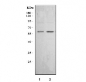 Western blot testing of 1) human HeLa and 2) human HepG2 cell lysate with PDK1 antibody at 0.5ug/ml. Predicted molecular weight ~49 kDa.