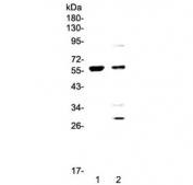 Western blot testing of 1) human COLO-320 and 2) human PANC-1 cell lysate with PDK1 antibody at 0.5ug/ml. Predicted molecular weight ~49 kDa.
