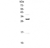 Western blot testing of human PANC-1 cell lysate with GPR40 antibody at 0.5ug/ml. Predicted molecular weight ~31 kDa.