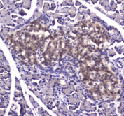 IHC testing of FFPE rat pancreas tissue with IDE antibody at 1ug/ml. Required HIER: steam section in pH6 citrate buffer for 20 min and allow to cool prior to staining.