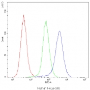 Flow cytometry testing of human HeLa cells with IDE antibody at 1ug/10^6 cells (blocked with goat sera); Red=cells alone, Green=isotype control, Blue=IDE antibody.