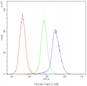 Flow cytometry testing of human Caco-2 cells with IDE antibody at 1ug/10^6 cells (blocked with goat sera); Red=cells alone, Green=isotype control, Blue=IDE antibody.