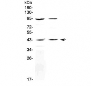 Western blot testing of human 1) WISH and 2) HepG2 cell lysate with GPR54 antibody at 0.5ug/ml. Predicted molecular weight ~43 kDa.