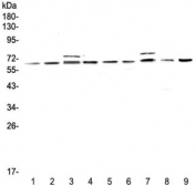 Western blot testing of rat 1) testis, 2) thymus, 3) brain, 4) lung and mouse 5) testis, 6) thymus, 7) brain, 8) lung and 9) HEPA1-6 lysate with CDC45 antibody at 0.5ug/ml. Predicted molecular weight ~66 kDa.