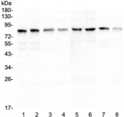 Western blot testing of rat 1) testis, 2) testis, 3) kidney, 4) stomach and mouse 5) testis, 6) testis, 7) kidney and 8) stomach lysate with DNA Polymerase iota antibody at 0.5ug/ml. Predicted molecular weight ~83 kDa.