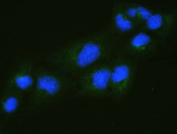 Immunofluorescent staining of FFPE human U-2 OS cells with RALBP1 antibody (green) and DAPI nuclear stain (blue). HIER: boil tissue sections in pH6, 10mM citrate buffer, for 20 min and allow to cool before testing.