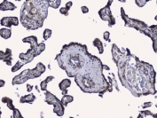 IHC staining of FFPE human placenta with RALBP1 antibody. HIER: boil tissue sections in pH6, 10mM citrate buffer, for 20 min and allow to cool before testing.