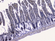 IHC staining of FFPE mouse small intestine with RALBP1 antibody. HIER: boil tissue sections in pH6, 10mM citrate buffer, for 20 min and allow to cool before testing.