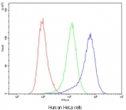 Flow cytometry testing of human HeLa cells with Bestrophin 1 antibody at 1ug/10^6 cells (blocked with goat sera); Red=cells alone, Green=isotype control, Blue=Bestrophin 1 antibody.