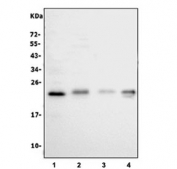 Western blot testing of human 1) HepG2, 2) PC-3, 3) U-2 OS and 4) A549 cell lysate with BTG2 antibody at 0.5ug/ml. Predicted molecular weight ~17 kDa.