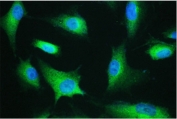 IF/ICC staining of FFPE human A549 cells with ESRRG antibody (green) at 2ug/ml and DAPI nuclear stain (blue). Required HIER: steam section in pH6 citrate buffer for 20 min and allow to cool prior to staining.