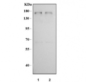 Western blot testing of human 1) U-87 MG and 2) U251 cell lysate with Neurexin antibody at 0.5ug/ml. Predicted molecular weight ~162 kDa.