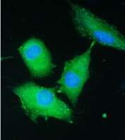 IF/ICC staining of FFPE human A549 cells with PARN antibody (green) at 2ug/ml and DAPI nuclear stain (blue). Required HIER: steam section in pH6 citrate buffer for 20 min and allow to cool prior to staining.