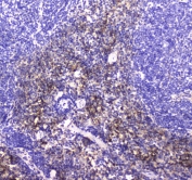IHC testing of FFPE mouse spleen tissue with NKp46 antibody at 1ug/ml. Required HIER: steam section in pH6 citrate buffer for 20 min and allow to cool prior to staining.
