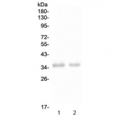 Western blot testing of 1) rat spleen and 2) mouse spleen with NKp46 antibody at 0.5ug/ml. Expected molecular weight: 34-46 kDa depending on glycosylation level.