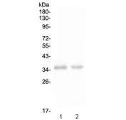 Western blot testing of 1) rat spleen and 2) mouse spleen with NKp46 antibody at 0.5ug/ml. Expected molecular weight: 34-46 kDa depending on glycosylation level.
