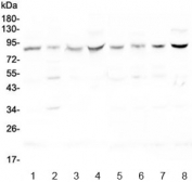 Western blot testing of rat 1) brain, 2) spleen, 3) heart, 4) testis and mouse 5) brain, 6) spleen, 7) heart and 8) testis lysate with CUL4A antibody at 0.5ug/ml. Predicted molecular weight ~88 kDa.