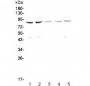 Western blot testing of human 1) HeLa, 2) COLO-320, 3) MDA-MB-231, 4) Jurkat and 5) PANC-1 cell lysate with CUL4A antibody at 0.5ug/ml. Predicted molecular weight ~88 kDa.
