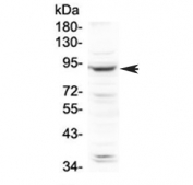 Western blot testing of human HeLa cell lysate with PLA2G6 antibody at 0.5ug/ml. Expected molecular weight: 85-90 kDa.