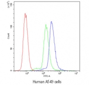 Flow cytometry testing of human A549 cells with SCRIB antibody at 1ug/10^6 cells (blocked with goat sera); Red=cells alone, Green=isotype control, Blue=SCRIB antibody.