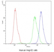 Flow cytometry testing of human HepG2 cells with SCRIB antibody at 1ug/10^6 cells (blocked with goat sera); Red=cells alone, Green=isotype control, Blue=SCRIB antibody.